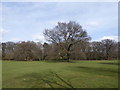 Looking towards Big Clump in Hillingdon Court Park