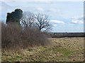 Field next to Charville Lane