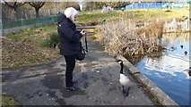 TQ2995 : Curious Goose at Wildlife Pond in Oakwood Park by Christine Matthews