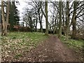 Path through copse in Madeley