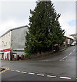 Evergreen tree on an Abersychan corner