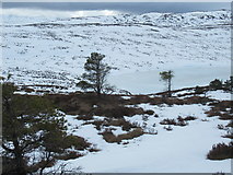 NH2322 : Looking through sparse natural pinewood to the east end of Loch nan Sean-each above Glen Affric by ian shiell