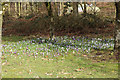 Crocus in Flower