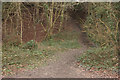 Steps into Nut Wood from Wray Lane