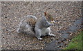 One of the residents of Sheffield Botanical Gardens