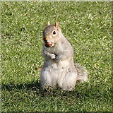 TQ2979 : Squirrel in St James's Park by Rudi Winter