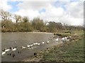 Birds on the River Wear, Chester-le-Street