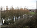 Flooded woodland, Lundwood