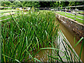 Lock sidepond north-west of Atherstone, Warwickshire