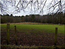 H4376 : Pasture land, Mountjoy Forest West Division by Kenneth  Allen