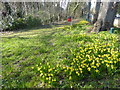 Daffodils at Northwood Gravel Pits