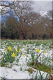 TQ5890 : Native Daffodils by Glyn Baker