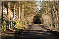 Minor road passing through trees