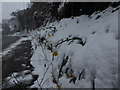 Snow-blasted daffs