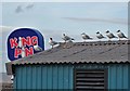 Cleethorpes: black-headed gulls