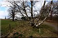 Multi-trunked birch on track to Parkgate