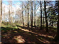 Woodland on the north side of the main drive at Tollymore Forest Park