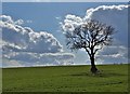 Tree on Holmesfield Common