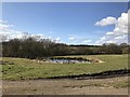 SJ7846 : Farm pond off Leycett Lane by Jonathan Hutchins