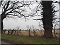 Field by Watton Road, Pockthorpe