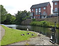 Canada geese on the Leeds and Liverpool Canal