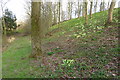 Primroses on Childs Way embankment