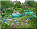 Allotments in Chilvers Coton, Nuneaton, Warwickshire