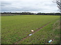 Litter on farmland near Warren House