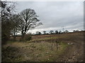 Farm track off Low Street