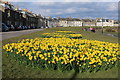 Daffodil Beds, Troon