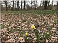 Daffodils at Shaw Common