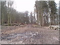 Forestry on Straiton Hill