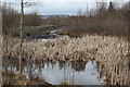 Pond near cycle route, Penallta Country Park