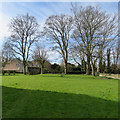 Fine trees in Little Wilbraham churchyard