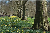 TQ2979 : Daffodil's, St James' Park by Oast House Archive