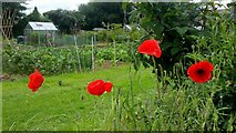 SO5922 : Wild poppies and allotments by Jonathan Billinger