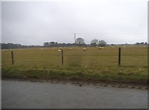 TL8990 : Sheep grazing by Wyreley's Belt, Thorpe by David Howard