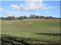 Lonely bales