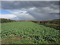 Field of oilseed rape, Pickburn