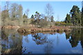 Lake, Bedgebury Pinetum