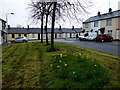 Daffodils, Eastview and Westview Terraces, Omagh