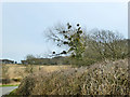 Heavily mistletoe infested tree, Bushey