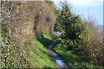 SX9463 : South West Coast Path (Bishop's Walk) by N Chadwick
