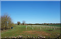 New Trees at Upper Campsfield Farm