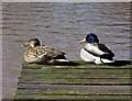 Mallards at Langold Country Park