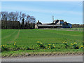 Daffodils at Common Farm