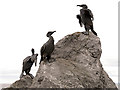 SD4264 : Cormorants Sculpture, Stone Jetty by David Dixon