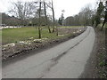 Newly planted trees beside a lane