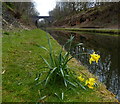 Freeth Bridge and the Tame Valley Canal