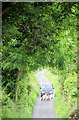 Moving sheep along a border road